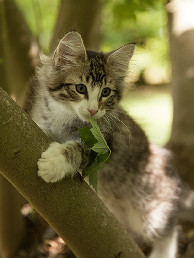 Laufey - 12 weeks old