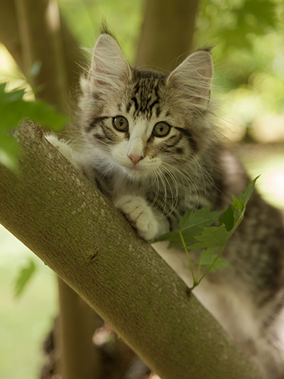 Laufey - 12 weeks old
