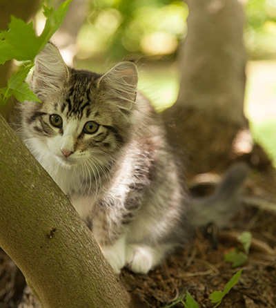 Laufey - 12 weeks old