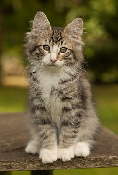 Laufey - 12 weeks old