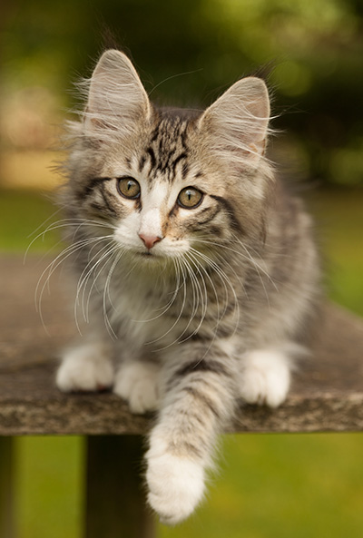 Laufey - 12 weeks old