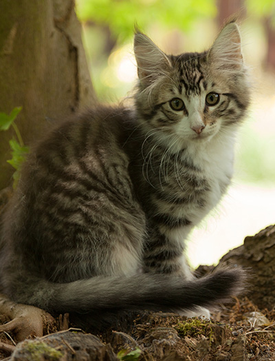 Laufey - 12 weeks old