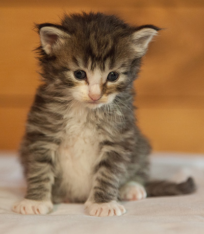 Laufey - 3 weeks old