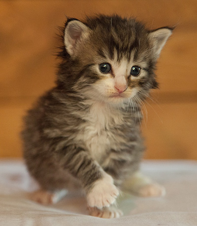Laufey - 3 weeks old