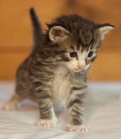 Laufey - 3 weeks old