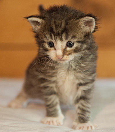 Laufey - 3 weeks old