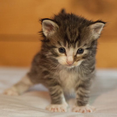 Laufey - 3 weeks old