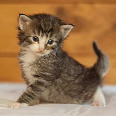 Laufey - 3 weeks old