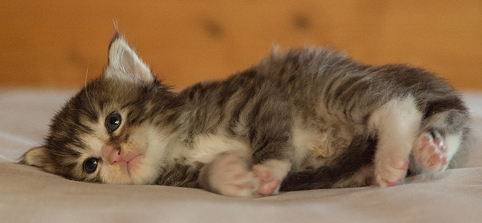 Laufey - 3 weeks old
