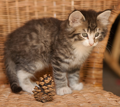 Laufey - 7 weeks old