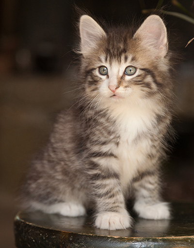 Laufey - 7 weeks old