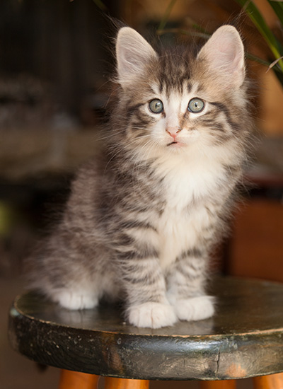 Laufey - 7 weeks old
