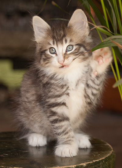 Laufey - 7 weeks old