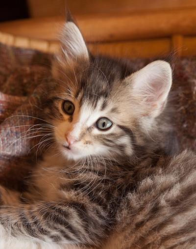 Laufey - 7 weeks old