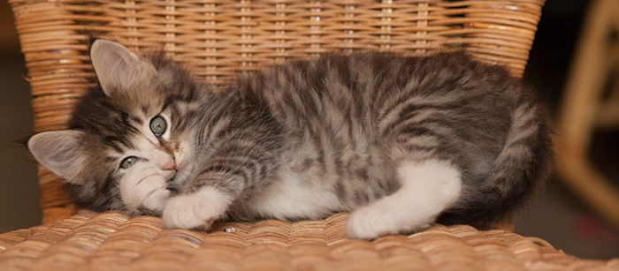 Laufey - 7 weeks old