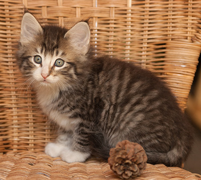 Laufey - 7 weeks old
