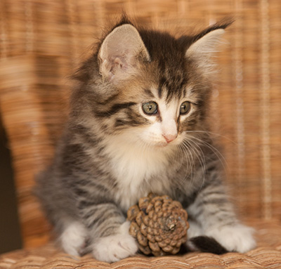 Laufey - 7 weeks old