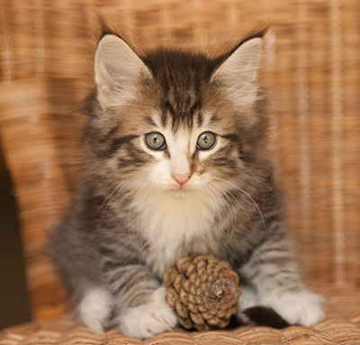 Laufey - 7 weeks old