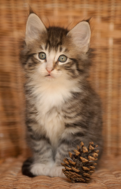 Laufey - 7 weeks old