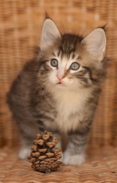 Laufey - 7 weeks old