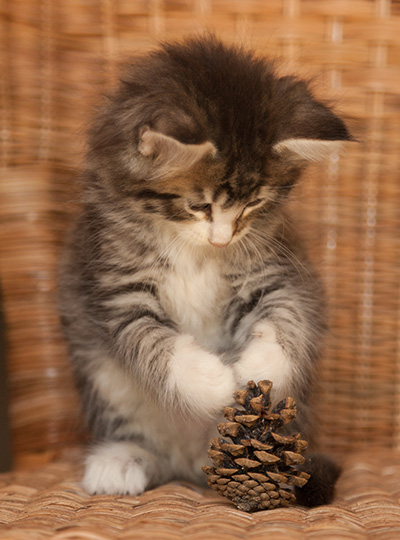 Laufey - 7 weeks old