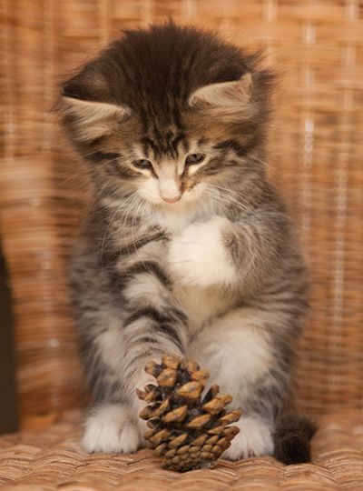 Laufey - 7 weeks old
