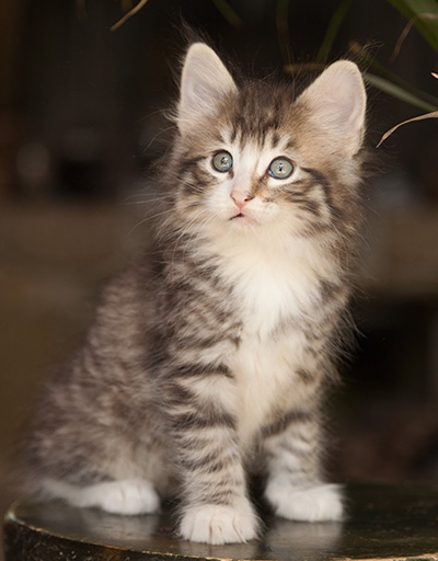 Laufey - 7 weeks old