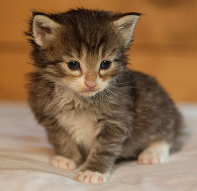 Lenny - 3 weeks old