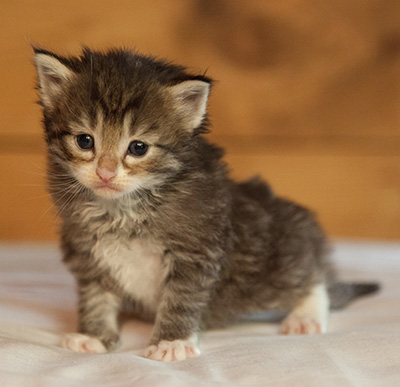 Lenny - 3 weeks old