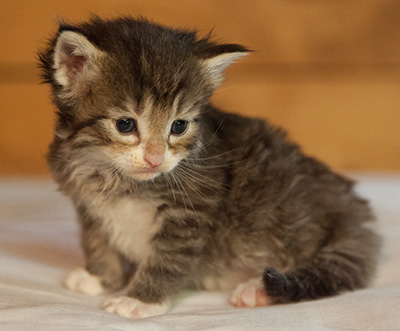 Lenny - 3 weeks old
