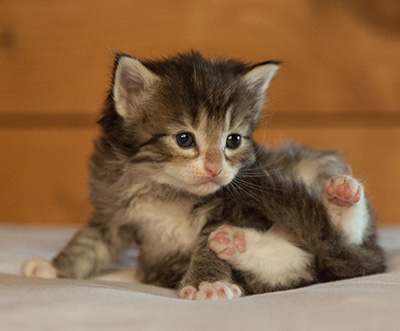 Lenny - 3 weeks old