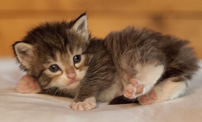 Lenny - 3 weeks old