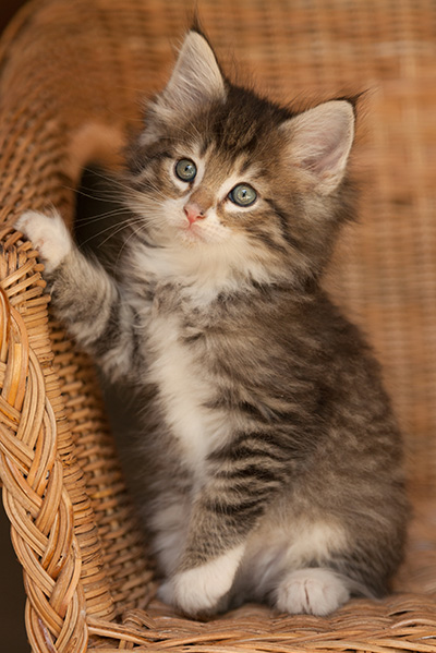 Lenny - 7 weeks old