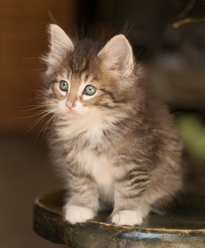 Lenny - 7 weeks old