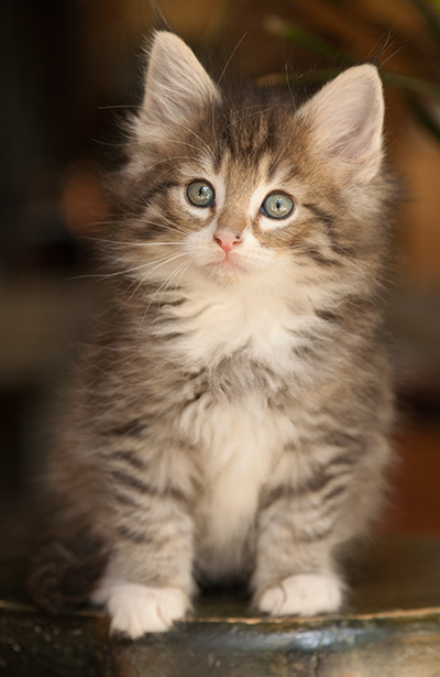 Lenny - 7 weeks old