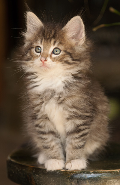 Lenny - 7 weeks old