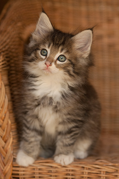Lenny - 7 weeks old