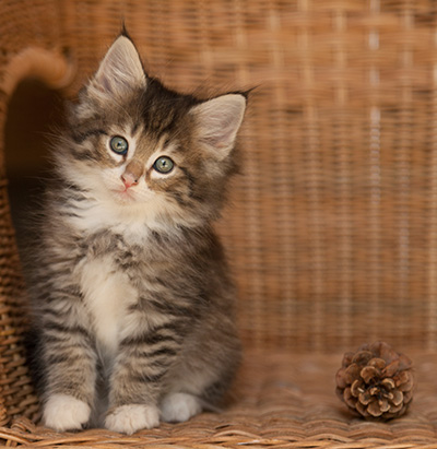 Lenny - 7 weeks old
