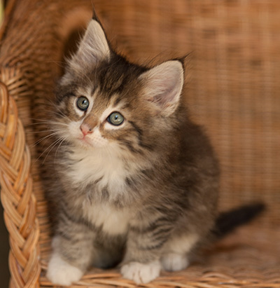 Lenny - 7 weeks old