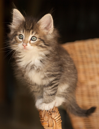 Lenny - 7 weeks old