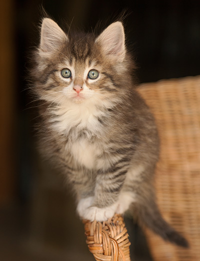 Lenny - 7 weeks old