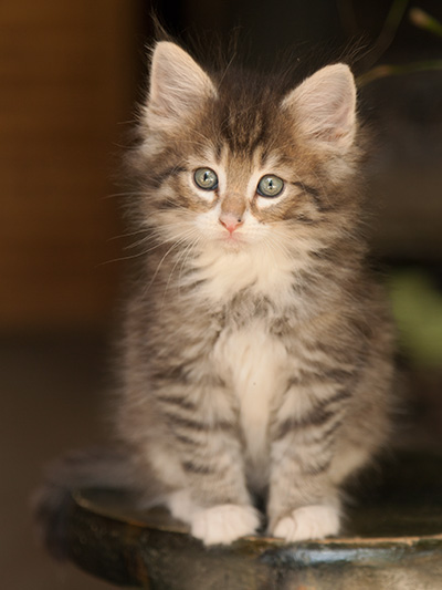 Lenny - 7 weeks old