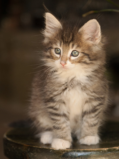 Lenny - 7 weeks old