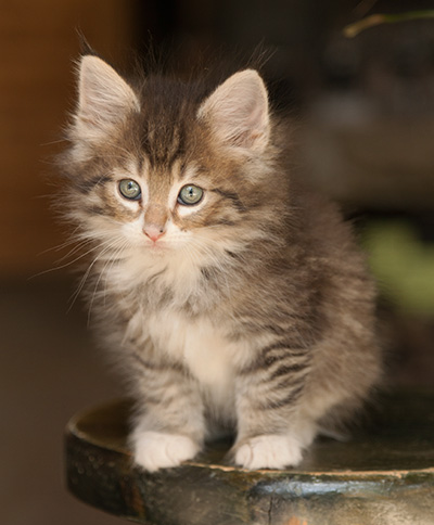 Lenny - 7 weeks old