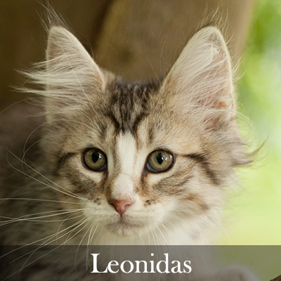 Leonidas