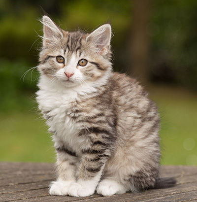 Leonie - 12 weeks old