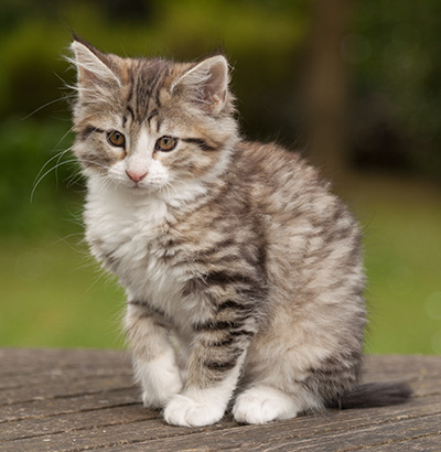 Leonie - 12 weeks old