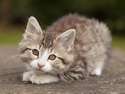 Leonie - 12 weeks old