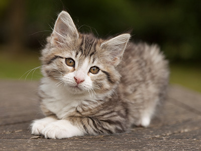 Leonie - 12 weeks old