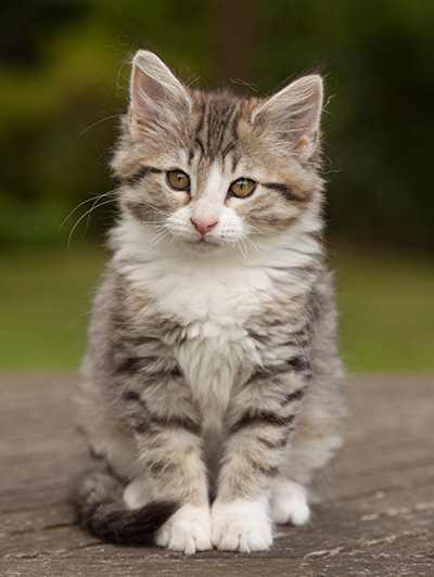 Leonie - 12 weeks old